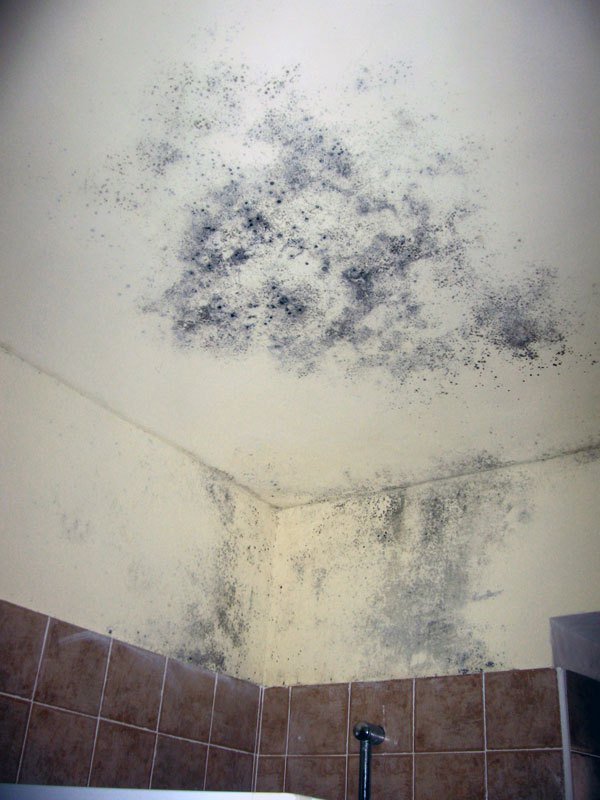 Muffa sul soffitto
